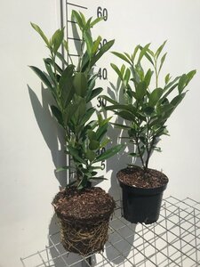 Prunus l. 'Caucasica' geen maat specificatie cont. 3,0L - afbeelding 2
