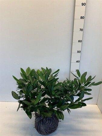 Prunus l. 'Cherry Brandy' 30-40 cm met kluit