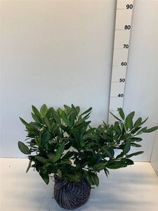 Prunus l. 'Cherry Brandy' 30-40 cm met kluit