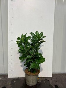 Prunus l. Etna 30-40 cm cont. 3,0L - afbeelding 4
