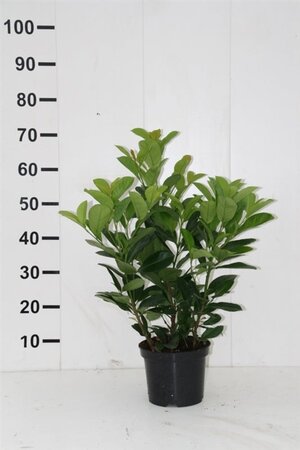 Prunus l. Etna 50-60 cm met kluit - afbeelding 4