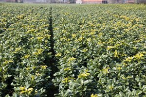 Prunus l. Etna 50-60 cm met kluit - afbeelding 1