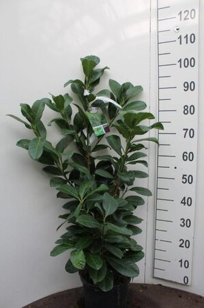 Prunus l. Etna 60-80 cm cont. 5,0L - afbeelding 6