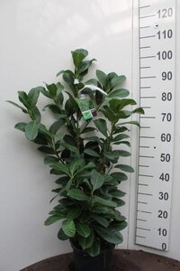 Prunus l. Etna 60-80 cm cont. 5,0L - afbeelding 6
