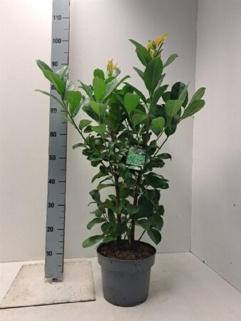 Prunus l. Etna 60-80 cm cont. 5,0L - afbeelding 4