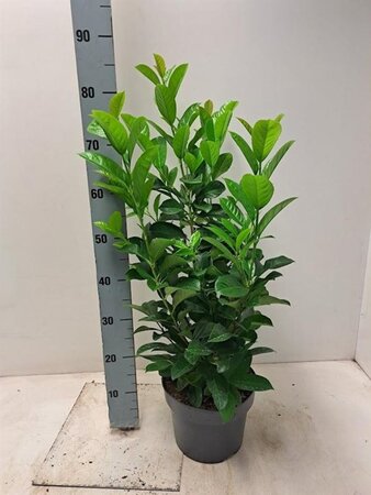 Prunus l. Etna 80-100 cm cont. 5,0L - afbeelding 4