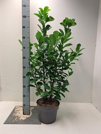Prunus l. Etna 80-100 cm cont. 5,0L - afbeelding 5