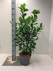 Prunus l. Etna 80-100 cm cont. 5,0L - afbeelding 5