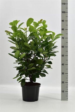 Prunus l. Etna 80-100 cm cont. 5,0L - afbeelding 4