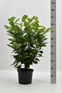 Prunus l. Etna 80-100 cm cont. 5,0L - afbeelding 4