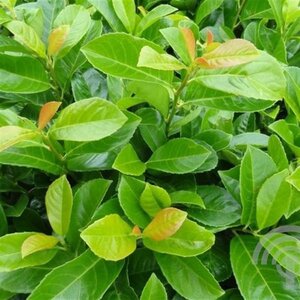 Prunus l. Etna 90 cm stam cont. 12L