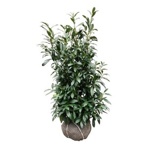 Prunus l. 'Herbergii' 100-125 cm met kluit - afbeelding 7