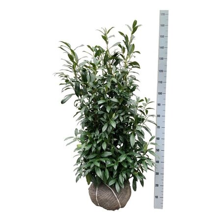 Prunus l. 'Herbergii' 100-125 cm met kluit - afbeelding 8
