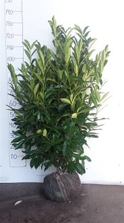 Prunus l. 'Herbergii' 100-125 cm met kluit - afbeelding 6