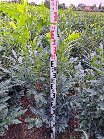 Prunus l. 'Herbergii' 125-150 cm met kluit - afbeelding 6