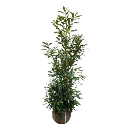 Prunus l. 'Herbergii' 150-175 cm met kluit - afbeelding 6