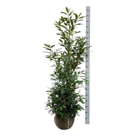 Prunus l. 'Herbergii' 150-175 cm met kluit - afbeelding 7