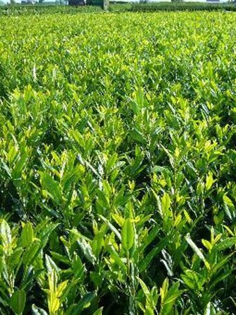 Prunus l. 'Herbergii' 40-50 cm met kluit - afbeelding 6