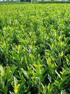 Prunus l. 'Herbergii' 40-50 cm met kluit - afbeelding 6