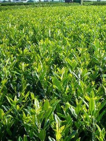 Prunus l. 'Herbergii' 50-60 cm met kluit - afbeelding 6