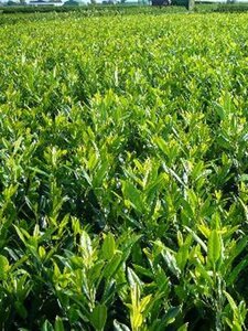 Prunus l. 'Herbergii' 50-60 cm met kluit - afbeelding 6