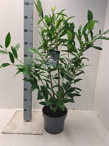 Prunus l. 'Herbergii' 60-80 cm cont. 5,0L