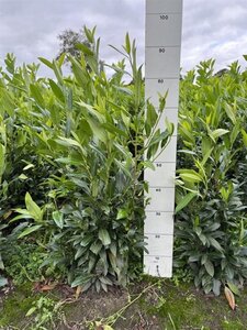 Prunus l. 'Herbergii' 60-80 cm met kluit - afbeelding 7