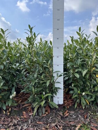 Prunus l. 'Herbergii' 60-80 cm met kluit - afbeelding 8