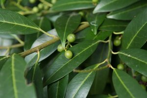 Prunus l. 'Herbergii' 60-80 cm met kluit - afbeelding 2