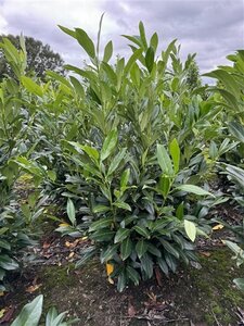 Prunus l. 'Herbergii' 60-80 cm met kluit - afbeelding 6
