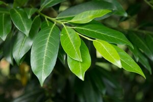 Prunus l. 'Herbergii' 60-80 cm met kluit - afbeelding 5