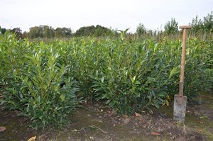 Prunus l. 'Herbergii' 80-100 cm met kluit - afbeelding 5