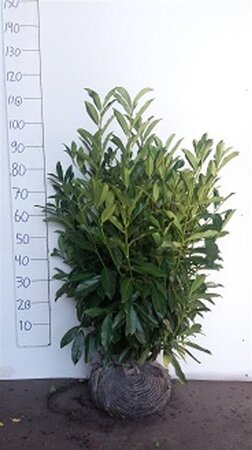 Prunus l. 'Herbergii' 80-100 cm met kluit - afbeelding 6