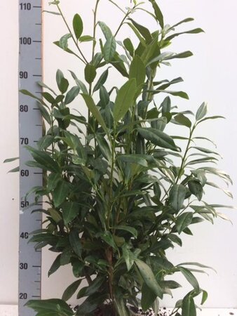 Prunus l. 'Herbergii' 80-100 cm met kluit - afbeelding 7