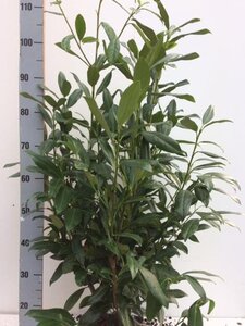 Prunus l. 'Herbergii' 80-100 cm met kluit - afbeelding 7