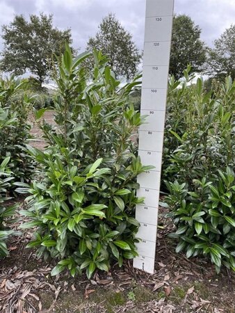 Prunus l. 'Herbergii' 80-100 cm met kluit - afbeelding 4