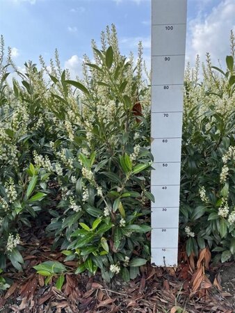 Prunus l. 'Herbergii' 80-100 cm met kluit - afbeelding 3