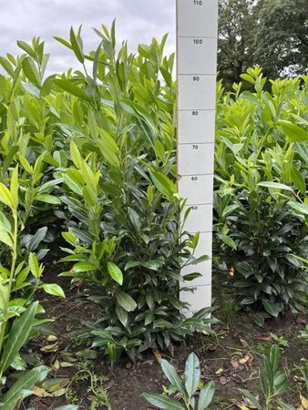 Prunus l. 'Herbergii' 80-100 cm met kluit - afbeelding 2