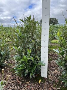 Prunus l. 'Herbergii' 80-100 cm met kluit - afbeelding 12