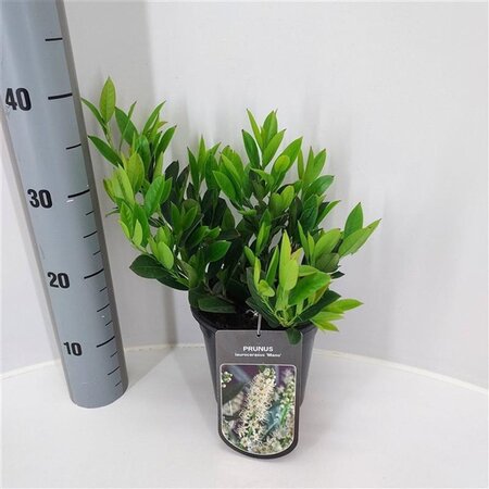 Prunus l. 'Mano' 25-30 cm cont. 2,0L