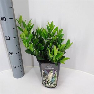 Prunus l. 'Mano' 25-30 cm cont. 2,0L