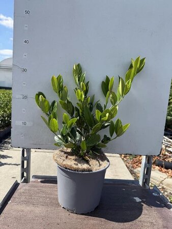 Prunus l. 'Mano' 25-30 cm cont. 3,0L