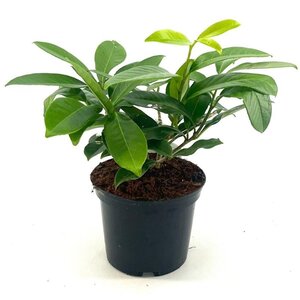 Prunus l. 'Mount Vernon' 25-30 cm cont. 2,0L