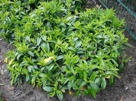 Prunus l. 'Mount Vernon' 25-30 cm cont. 3,0L - afbeelding 2