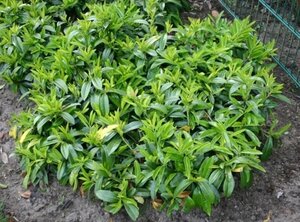 Prunus l. 'Mount Vernon' 25-30 cm cont. 3,0L - afbeelding 2