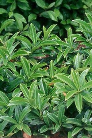 Prunus l. 'Mount Vernon' 30-40 cm cont. 3,0L