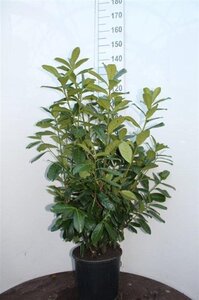 Prunus l. 'Novita' 100-125 cm cont. 10L - afbeelding 3