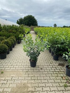 Prunus l. 'Novita' 120-140 cm cont. 15L