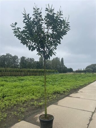 Prunus l. 'Novita' 12-14 STA cont. 35L