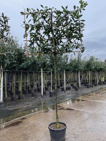 Prunus l. 'Novita' 12-14 STA cont. 35L screen,br150xh120 180 cm stem